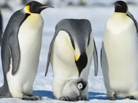 Pinguins