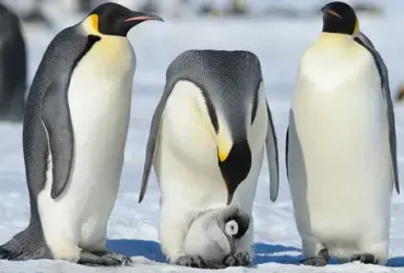 Pinguins: os pássaros monogâmicos de smoking que 'voam' debaixo d'água 10 Pinguins