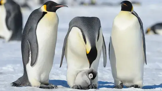 Pinguins