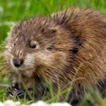 Ratos almiscarados são pequenos roedores