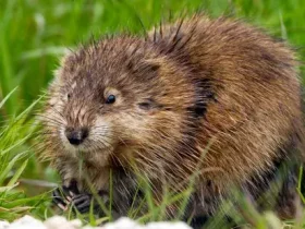 Ratos almiscarados são pequenos roedores gordos com um cheiro característico 5 Ratos almiscarados são pequenos roedores