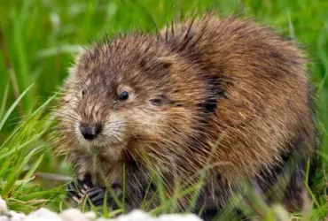 Ratos almiscarados são pequenos roedores gordos com um cheiro característico 1 Ratos almiscarados são pequenos roedores