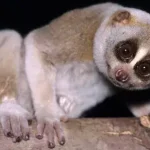 Slow Loris
