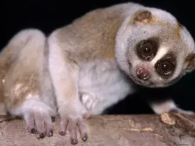 O Slow Loris é um primata de aparência fofinha com uma mordida tóxica 5 Slow Loris