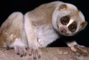 O Slow Loris é um primata de aparência fofinha com uma mordida tóxica 6 Slow Loris