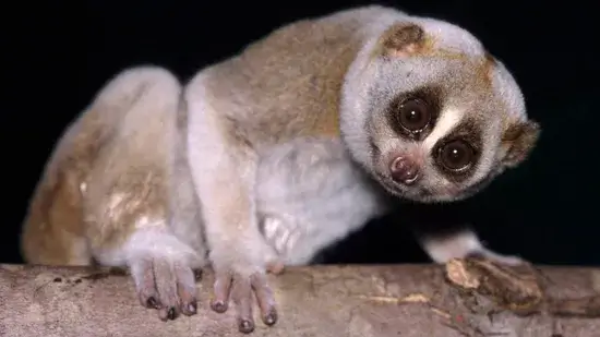 Slow Loris