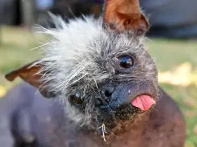 Feio, mas doce, Sr. Happy Face vence concurso de cachorro mais feio do mundo 7 Sr. Happy Face
