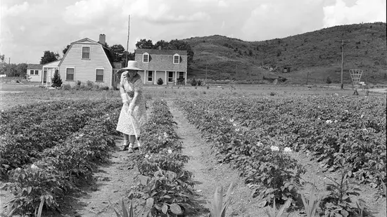 Terra Livre: Como o Homestead Act ajudou a América a se expandir para o oeste 1 Terra Livre