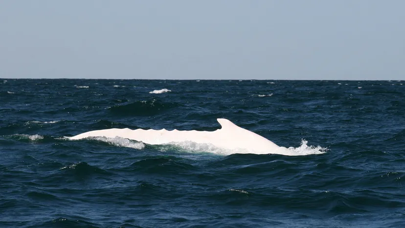 Uma baleia jubarte branca australiana chamada Migaloo