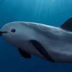 a Vaquita pode ser salva