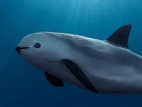Com menos de 10 restantes, a Vaquita pode ser salva? 2 a Vaquita pode ser salva