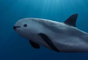 Com menos de 10 restantes, a Vaquita pode ser salva? 7 a Vaquita pode ser salva
