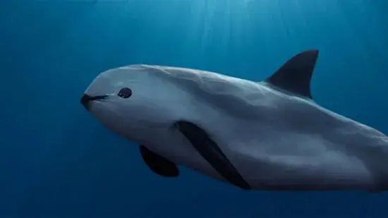 a Vaquita pode ser salva