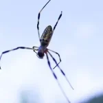 aranha voadora