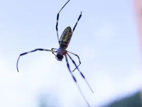 aranha voadora