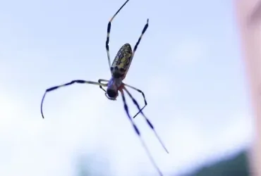 aranha voadora
