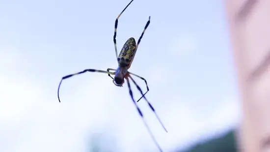 aranha voadora