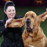 cães farejadores têm orelhas compridas e caídas