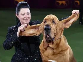 cães farejadores têm orelhas compridas e caídas