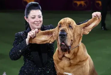cães farejadores têm orelhas compridas e caídas