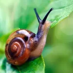 caracóis e as lesmas são tão lentos