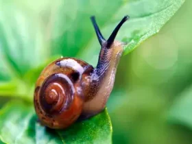 caracóis e as lesmas são tão lentos