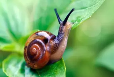 Por que os caracóis e as lesmas são tão lentos? 8 caracóis e as lesmas são tão lentos