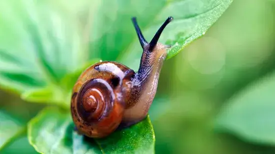 caracóis e as lesmas são tão lentos