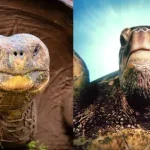 diferença entre uma tartaruga e uma tartaruga