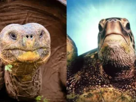 Qual é a diferença entre uma tartaruga e uma tartaruga? 10 diferença entre uma tartaruga e uma tartaruga