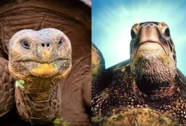 Qual é a diferença entre uma tartaruga e uma tartaruga? 5 diferença entre uma tartaruga e uma tartaruga