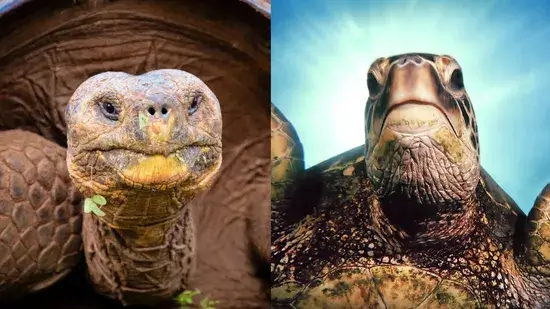 diferença entre uma tartaruga e uma tartaruga