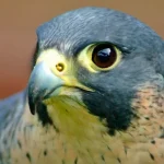falcão peregrino veloz e furioso