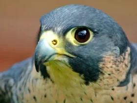 falcão peregrino veloz e furioso