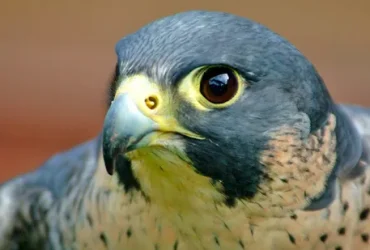 O falcão peregrino veloz e furioso é uma máquina de caça no ar 6 falcão peregrino veloz e furioso