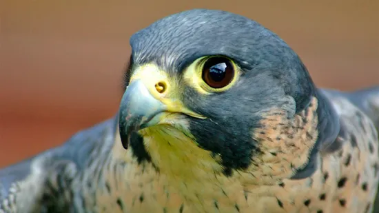 falcão peregrino veloz e furioso
