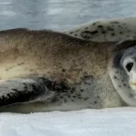 focas-leopardo