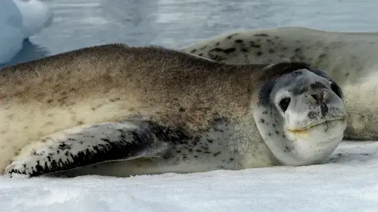 focas-leopardo