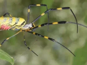 invasora Joro Spider