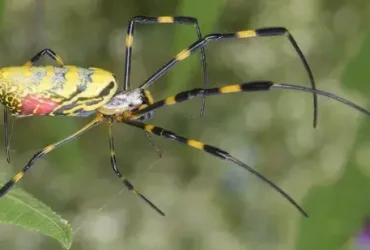 invasora Joro Spider