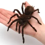 maior aranha do mundo