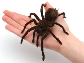 Qual é a maior aranha do mundo? 2 maior aranha do mundo