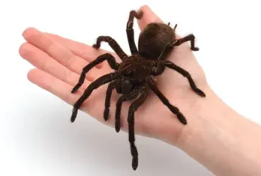 maior aranha do mundo