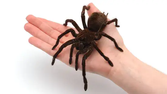 maior aranha do mundo