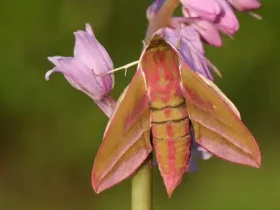 mariposa-falcão-elefante