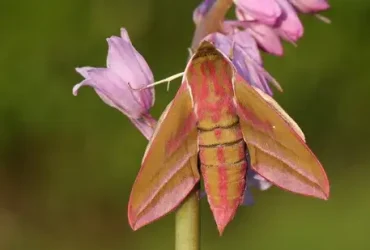 mariposa-falcão-elefante
