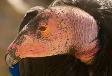 Poderia o 'nascimento virginal' do condor da Califórnia resgatar a espécie? 3 nascimento virginal