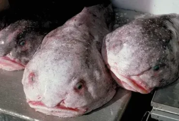 Blobfish: o animal mais feio do mundo ou o vovô de alguém? 5 o animal mais feio do mundo