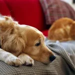 os cães (e gatos) perdem tanto