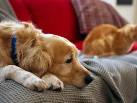 Por que os cães (e gatos) perdem tanto? 9 os cães (e gatos) perdem tanto